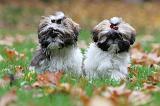 SHIH TZU 126